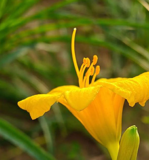 忘忧草视频在线观看免费版手机版V5.7.2_忘忧草视频在线观看免费版最新版下载