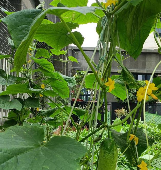 丝瓜黄瓜茄子秋葵草莓2022最新版