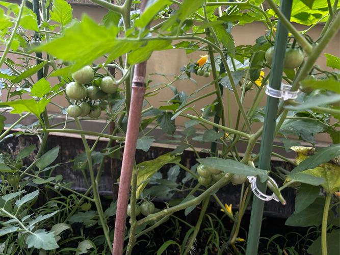 丝瓜黄瓜茄子秋葵草莓2022最新版