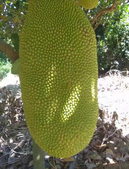 菠萝蜜在线视频