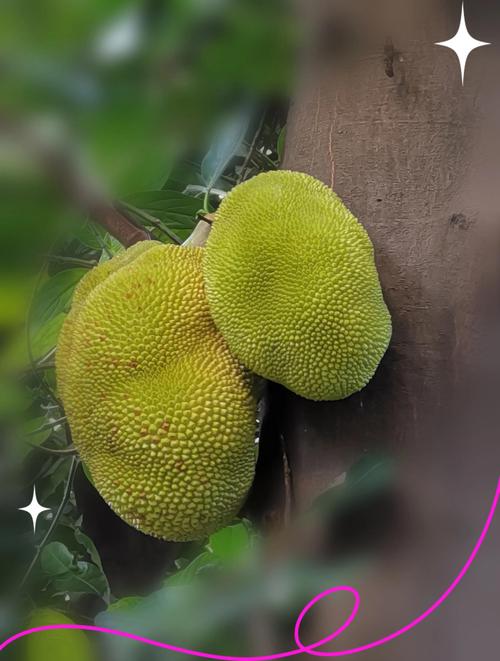 菠萝蜜在线视频