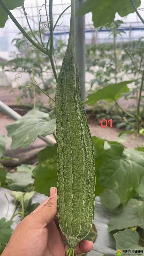 秋葵 草莓 丝瓜 黄瓜