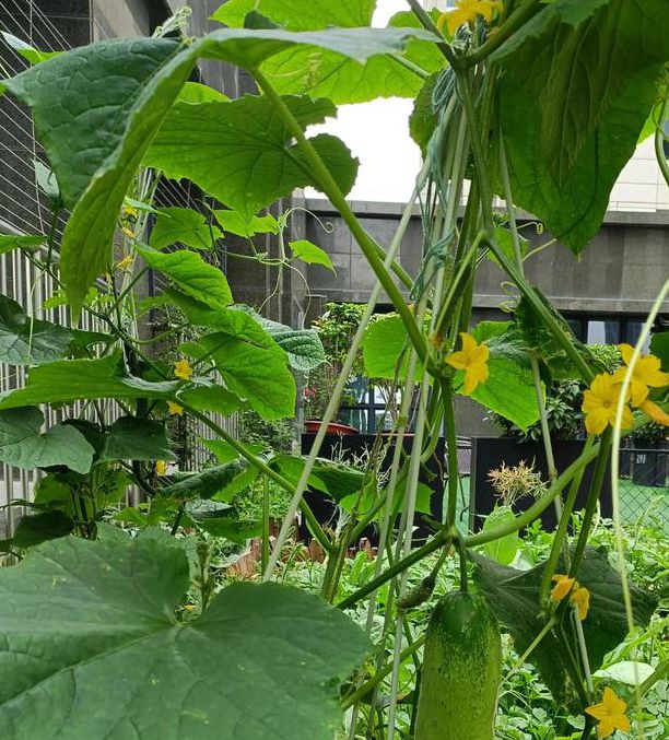 秋葵 草莓 丝瓜 黄瓜