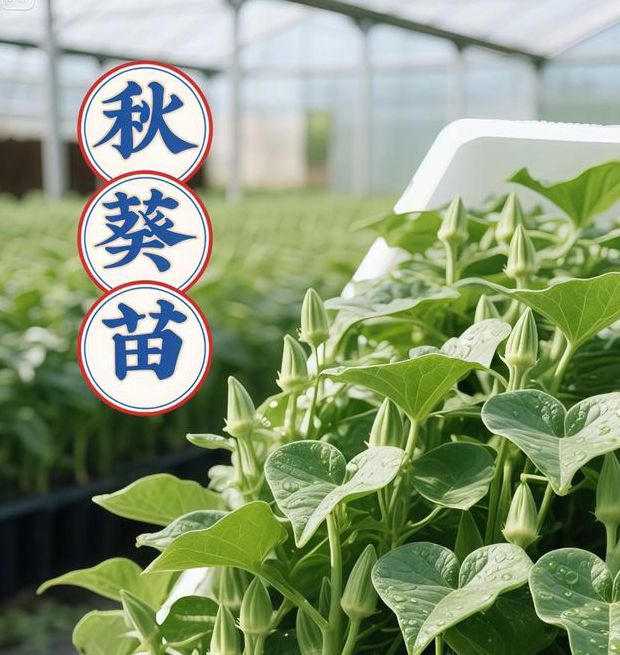 秋葵茄子丝瓜绿巨人在线观看免费版