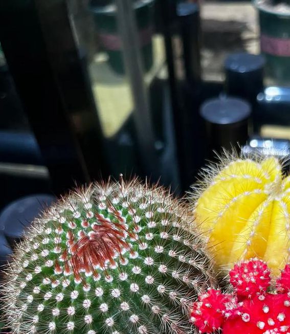 3x3x3x3x3x3x3x3仙人掌视频