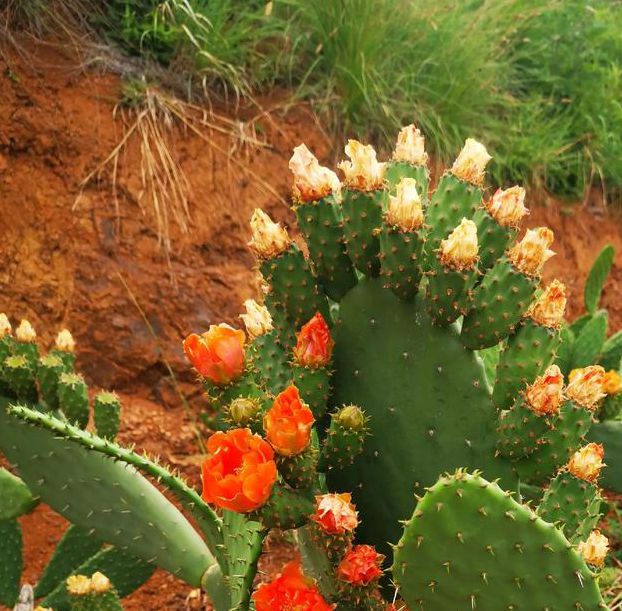 3x3x3x3x3x3x3x3仙人掌视频