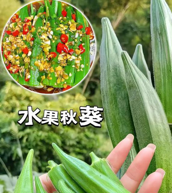 菠萝蜜app汅api免费秋葵免费观看