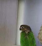 国富产二代小鸟视频