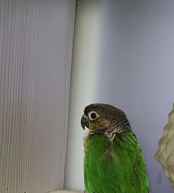 国富产二代小鸟视频