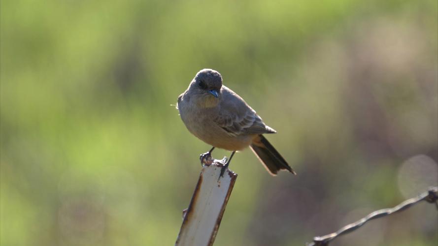 国富产二代小鸟视频