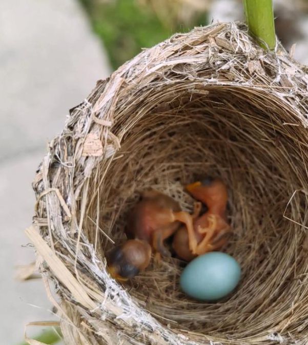 国富产二代小鸟视频