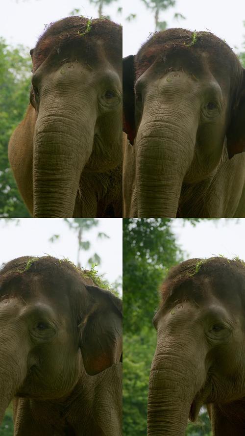 大象传媒视频一二