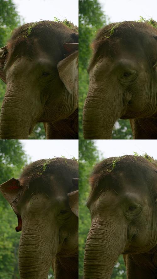 大象传媒视频一二