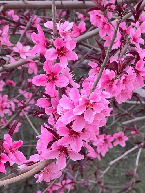 桃花视频1.2.0免费版