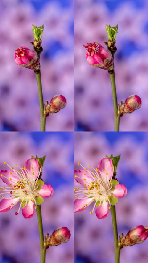 桃花视频1.2.0免费版