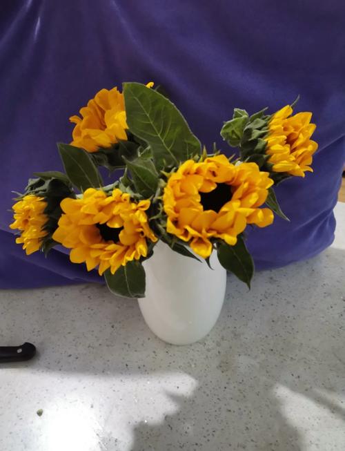 性宝福芭乐向日葵鸭脖站长统计