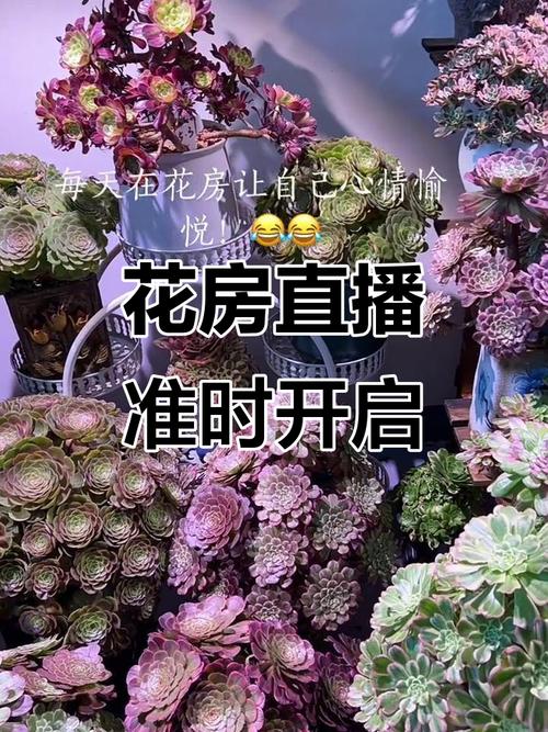 hf99花房直播最新