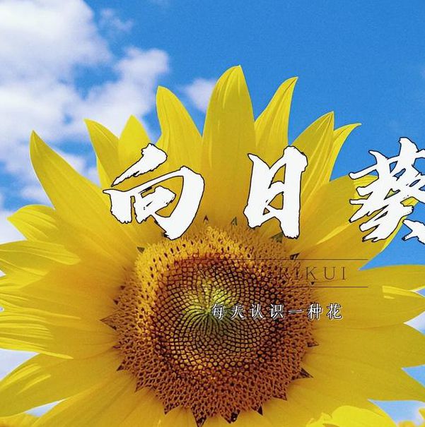 向日葵app下载安装官方免费