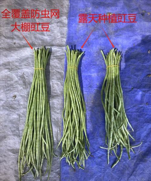 japonensisjava豆角网