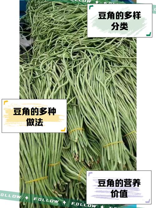 japonensisjava豆角网