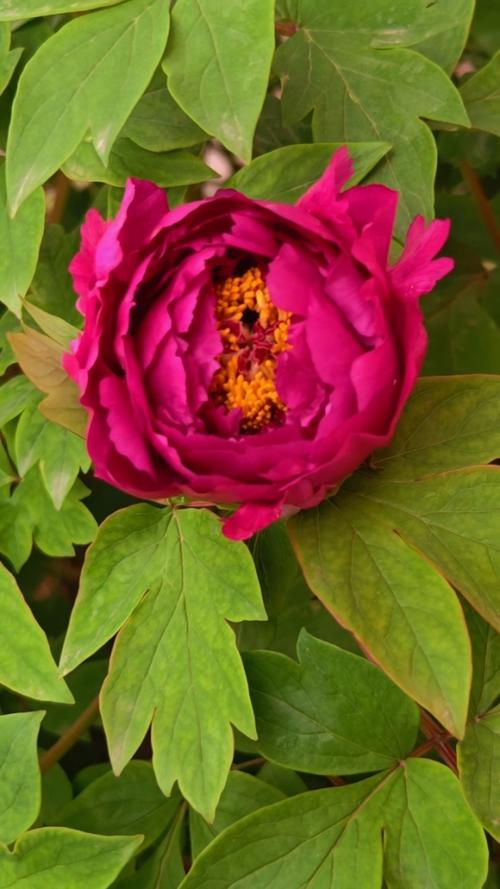 国色天香高清视频