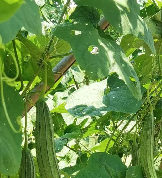 芭乐小猪幸福宝丝瓜绿巨人