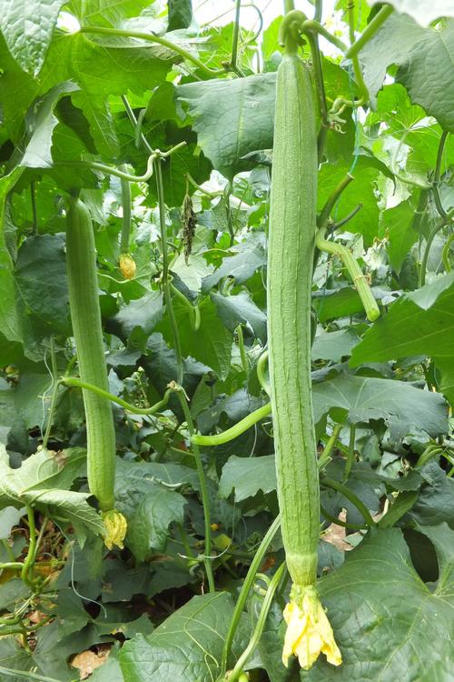 草莓视频无限看-丝瓜视频丝瓜视在线