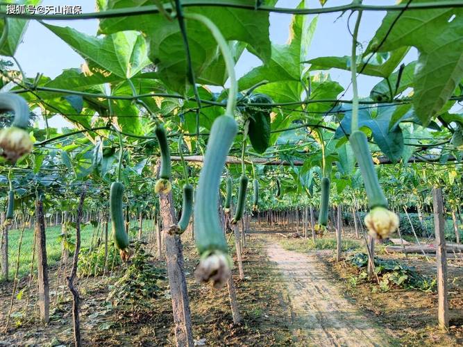 樱桃视频app无限看丝瓜视频丝瓜