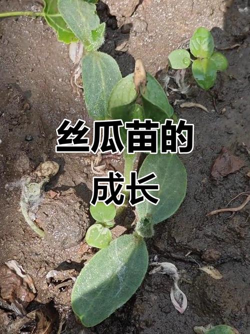 丝瓜绿巨人丝瓜小蝌蚪绿巨人