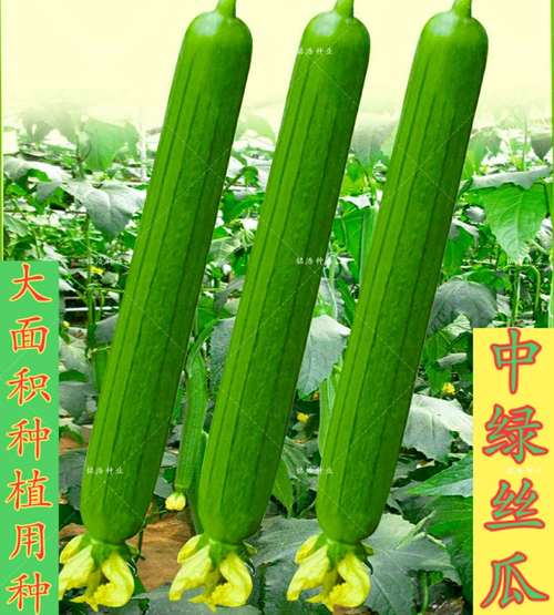 丝瓜绿巨人丝瓜小蝌蚪绿巨人