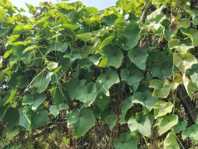 丝瓜绿巨人丝瓜小蝌蚪绿巨人