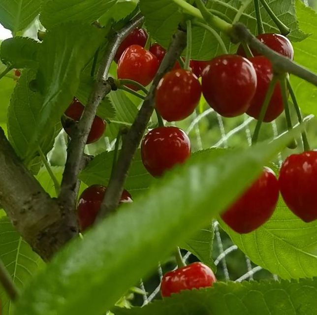 樱桃12改成什么了