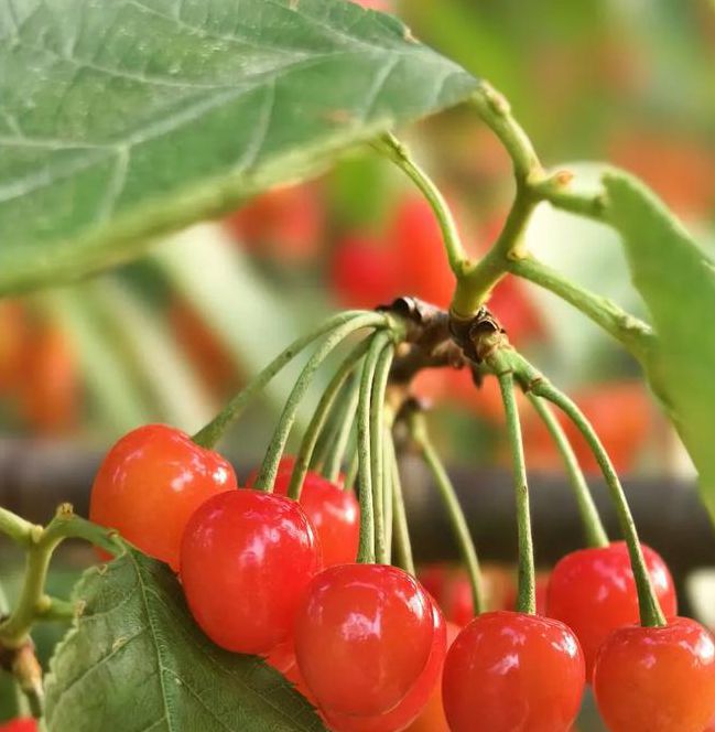 樱桃12改成什么了