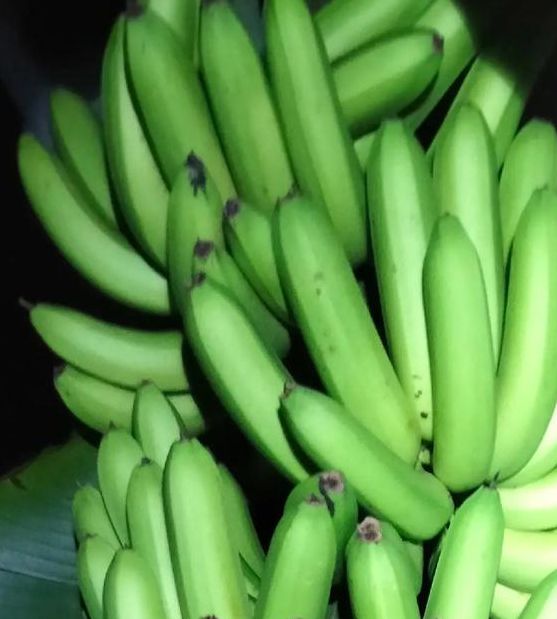 大臿蕉香蕉大视频最新免费