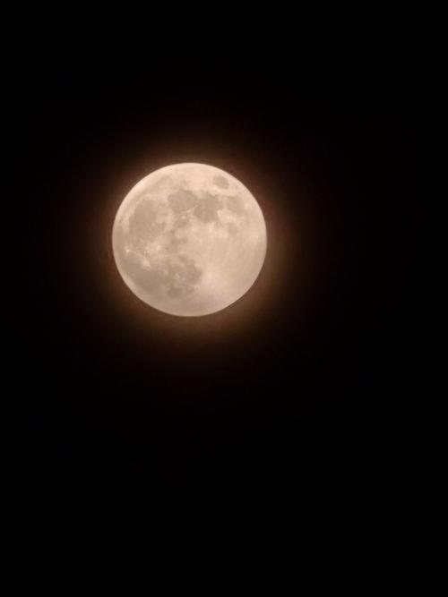 月亮视频安卓版