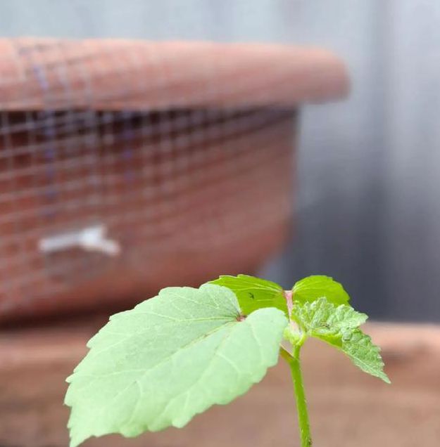 秋葵无限观看解锁版