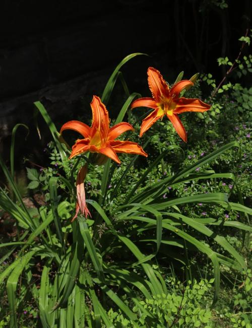 忘忧草视频直播