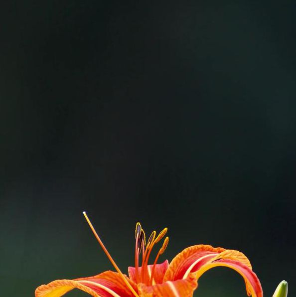 忘忧草视频直播