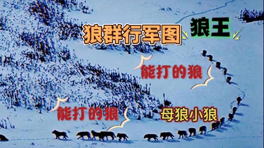 明明在线狼群视频