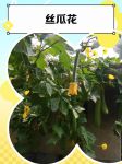 丝瓜草莓香草芭乐向日葵秋葵黄瓜幸福宝