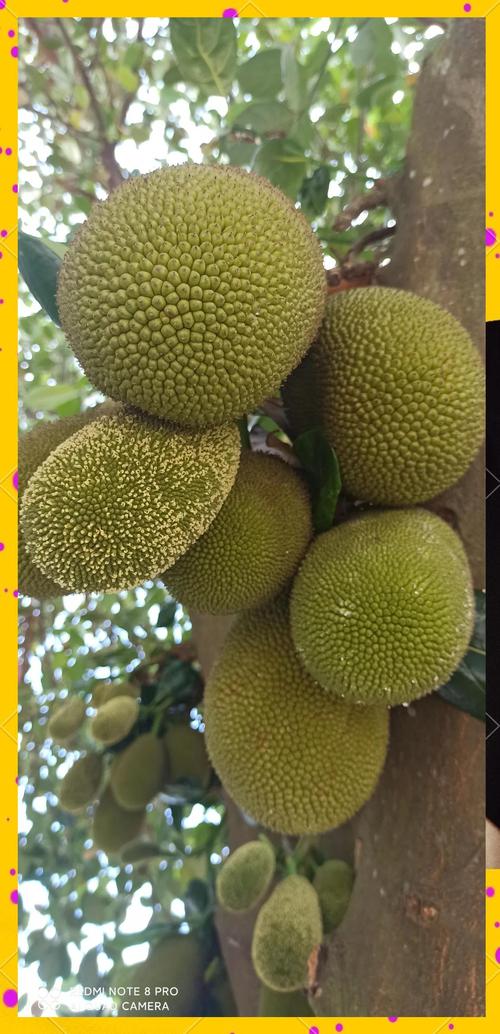 菠萝蜜视频社区