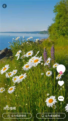 小鸟壁纸app安卓版