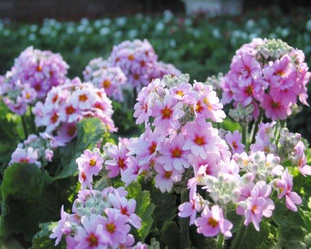 樱花草在线社区WWW中国中文