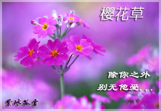 樱花草在线社区WWW中国中文