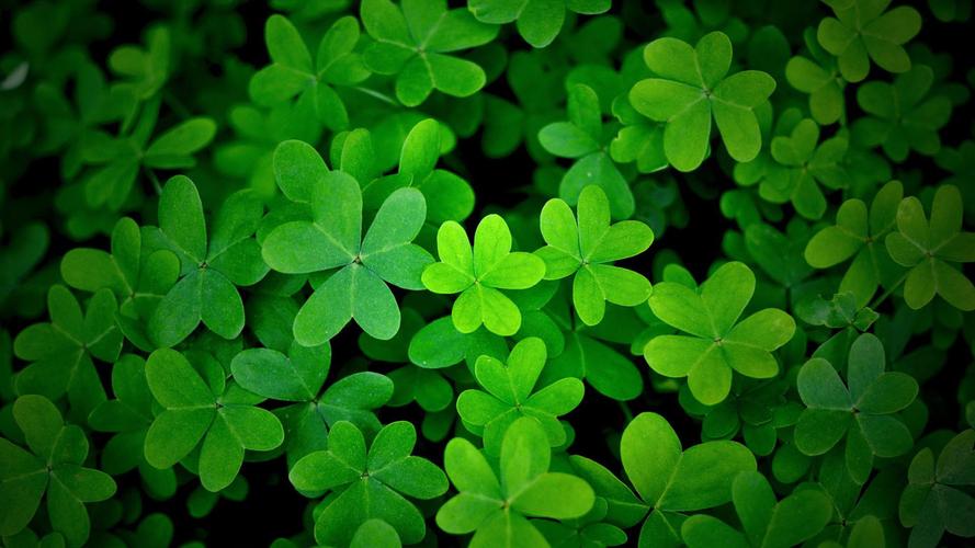 四叶草研究所入口2022