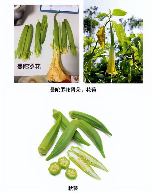 秋葵app下载汅api免费:视频资源多多的软件