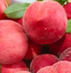 水蜜桃视频最新版