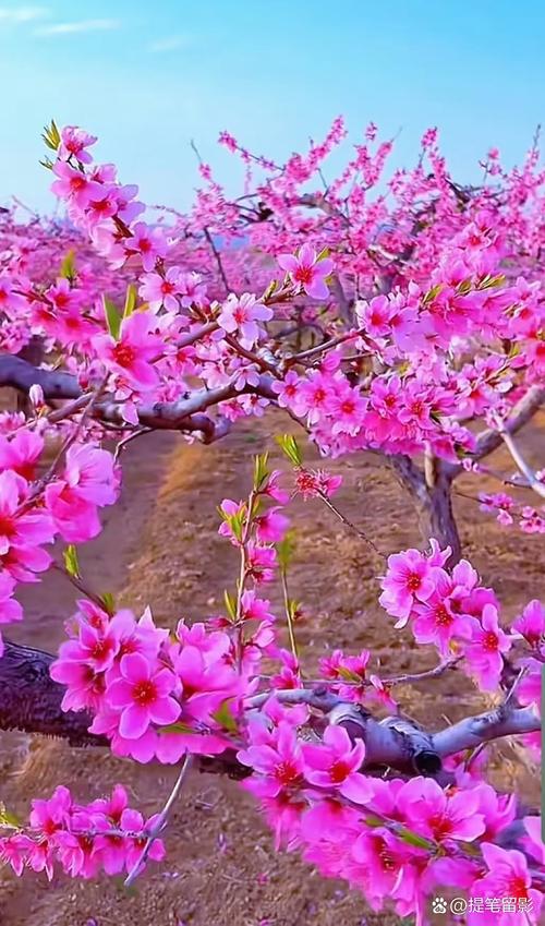 桃花社区视频在线观看完整版免费