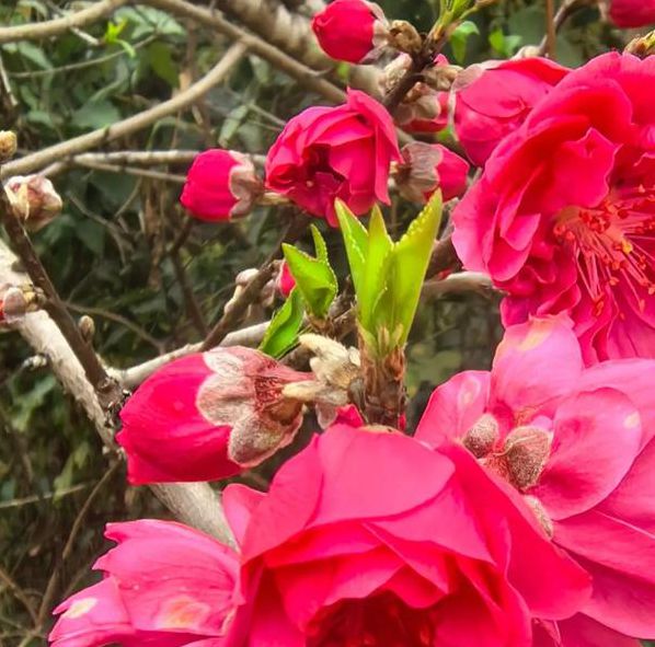 桃花社区视频在线观看完整版免费