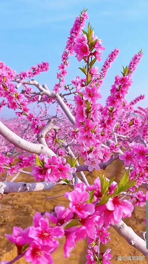 桃花社区视频在线观看完整版免费